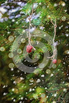 Christmas card with strawberries on a spruce branch.