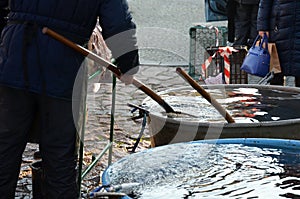 Christmas carp are transported from fish ponds to markets where people and children choose their fish, which they can have killed