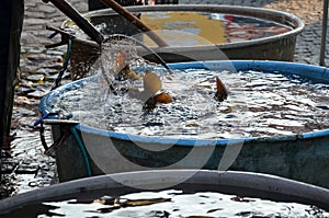 Christmas carp are transported from fish ponds to markets where people and children choose their fish, which they can have killed