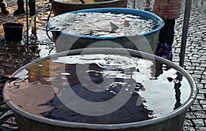 Christmas carp are transported from fish ponds to markets where people and children choose their fish, which they can have killed