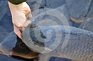 Christmas carp are transported from fish ponds to markets where people and children choose their fish, which they can have killed