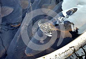 Christmas carp are transported from fish ponds to markets where people and children choose their fish, which they can have killed