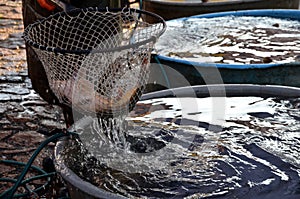 Christmas carp are transported from fish ponds to markets where people and children choose their fish, which they can have killed