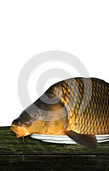 Christmas carp on a white background