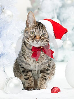 Christmas cat