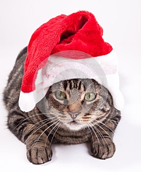 Christmas cat