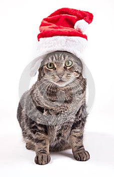 Christmas cat