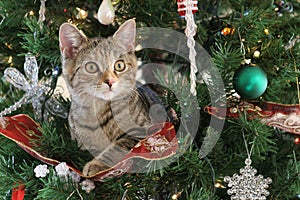 Christmas Cat
