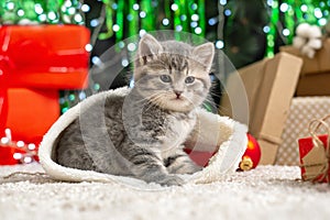 Christmas Cat. Beautiful little tabby kitten in red Santa Claus hat near Christmas red gift boxes, decorations and chrismas tree