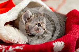 Christmas Cat. Beautiful little tabby sleeping kitten, kitty, cat in red Santa Claus hat near Christmas gift boxes and chrismas