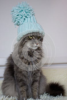 Christmas cat in blue knitted hat sitting at home, pet symbol of New year 2023 looking seriosly front, waiting christmas