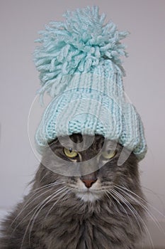 Christmas cat in blue knitted hat sitting at home, pet symbol of New year 2023 looking seriosly front, waiting christmas