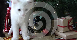 Christmas cat. Cute white  kittens on festive holiday background. Kitty with Christmas lights/