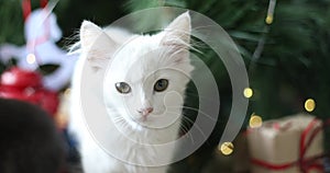 Christmas cat. Cute white  kittens on festive holiday background. Kitty with Christmas lights/