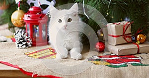 Christmas cat. Cute white  kittens on festive holiday background. Kitty with Christmas lights.