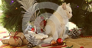 Christmas cat. Cute white  kittens on festive holiday background. Kitty with Christmas lights/