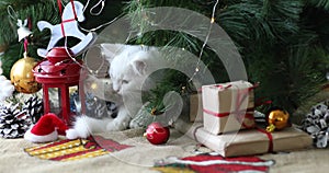 Christmas cat. Cute white  kittens on festive holiday background. Kitty with Christmas lights/