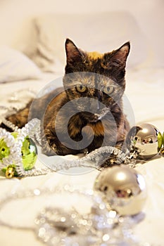 Christmas Cat with decorations