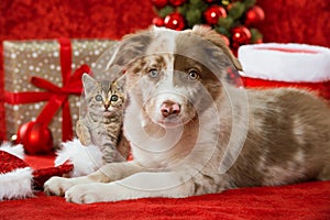 Christmas cat and dog