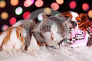 Christmas cat dog rabbit pig cavy animal group animals together loving each other resting xmas day