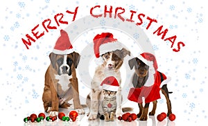 Christmas cat and dogs
