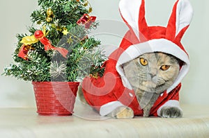 Christmas cat dressing up in red rabbit costume