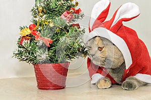 Christmas cat dressing up in red rabbit costume