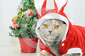 Christmas cat dressing up in red rabbit costume