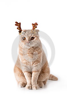 Christmas cat. Funny kitten wearing deer horns isolated on white background. Cute Christmas greeting card with a cat