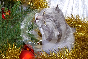 Christmas cat among a fur-tree