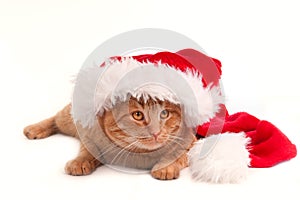 Christmas Cat with hat