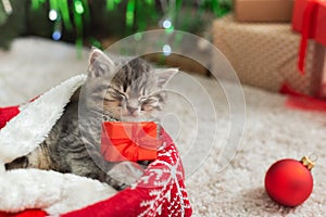 Christmas cat holding gift box sleeping on plaid under christmas tree. Adorable little tabby kitten, kitty, cat. Cozy Christmas