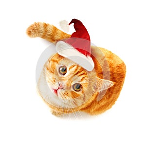 Christmas Cat Looking Up on White Background