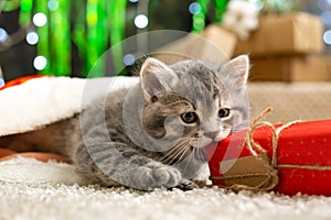Christmas cat play with gift. Beautiful little tabby kitten, kitty, cat in red Santa Claus hat near Christmas gift boxes,