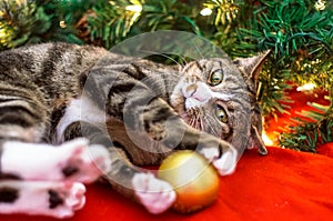 Christmas cat