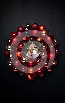 christmas cat portrait with copy space