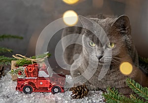 Gato. retrato gris lindo gato de escocés criar caminar sobre el de madera mesa sobre el gris enmarcado de acuerdo 