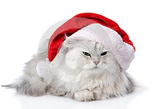 Christmas cat in red Santa Claus cap