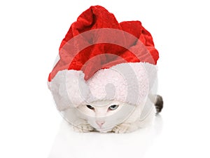 Christmas cat in red Santa Claus cap isolated on a white backgro