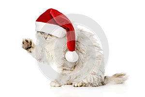 Christmas cat in red Santa Claus cap. isolated on a white