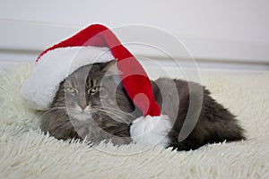 Christmas cat in red Santa hat lay on light soft plaid at home, pet symbol of New year 2023 looking seriosly front