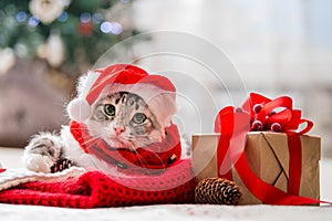 Christmas cat in a red Santa hat. Portrait of a fat fluffy cat next to a gift box on the background of the Christmas tree