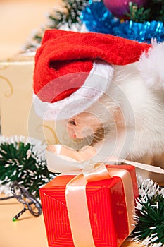 Christmas cat in red santa`s hat near christmas tree