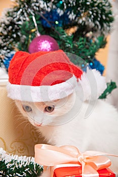 Christmas cat in red santa`s hat near christmas tree