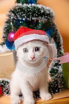 Christmas cat in red santa`s hat near christmas tree