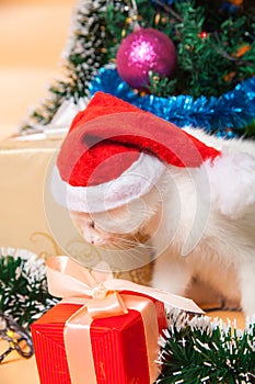 Christmas cat in red santa`s hat near christmas tree