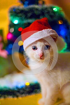 Christmas cat in red santa`s hat near christmas tree