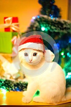 Christmas cat in red santa`s hat near christmas tree