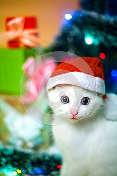 Christmas cat in red santa`s hat near christmas tree