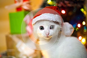 Christmas cat in red santa`s hat near christmas tree